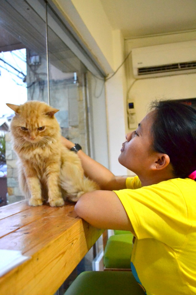 Cebu Cat Cafe - cheche