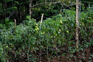 578543_3330279667801_771178967_n