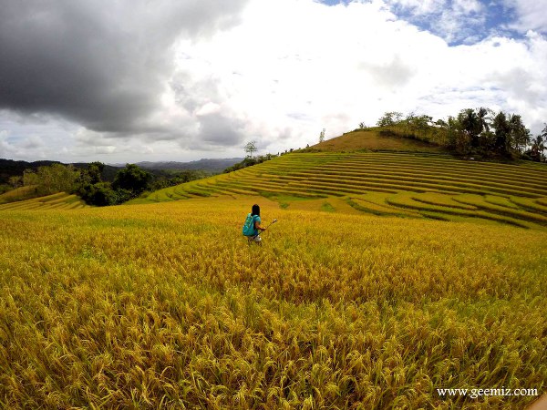 Candijay rice terraces