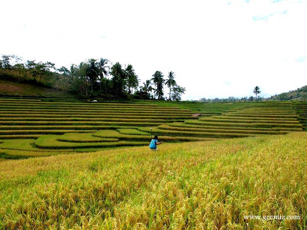 Rice Terraces in Bohol Candijay
