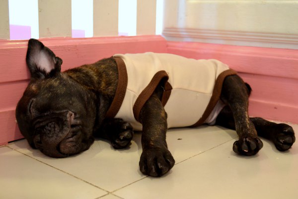 Cute Dogs in Dog cafe