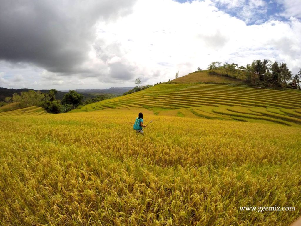 Bohol Rice Terraces
