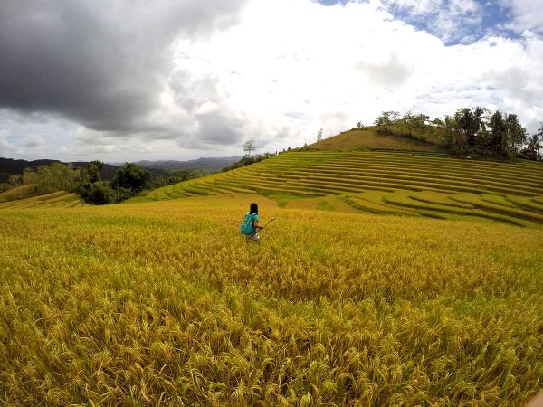 Bohol Rice Terraces