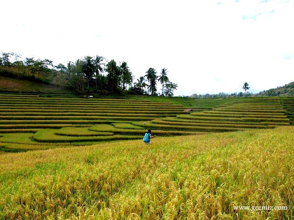 Candijay Rice Terraces