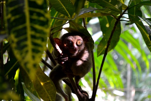 Tarsier Sanctuary in Bohol