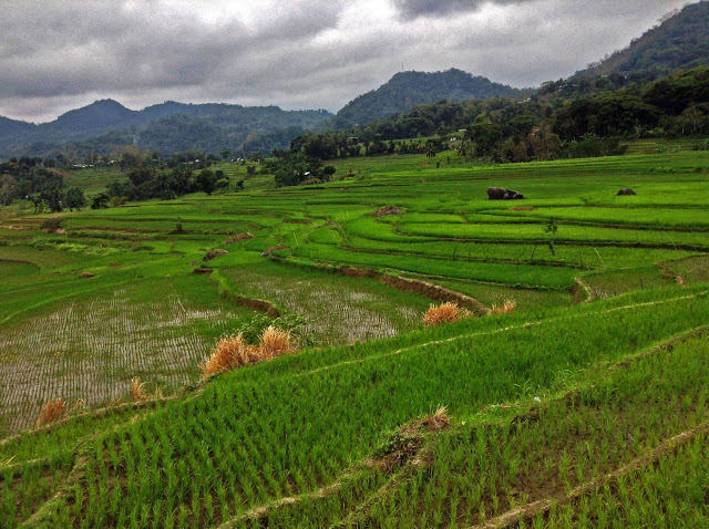Nagacadan Rice Terraces