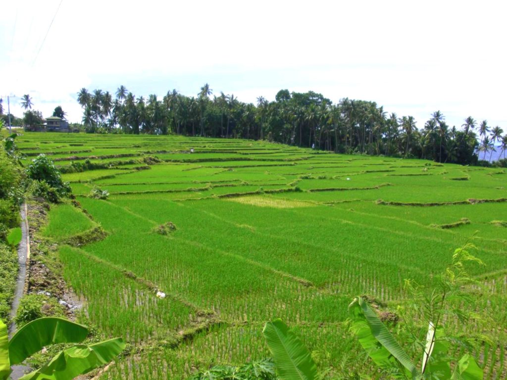 Lila Rice Terraces