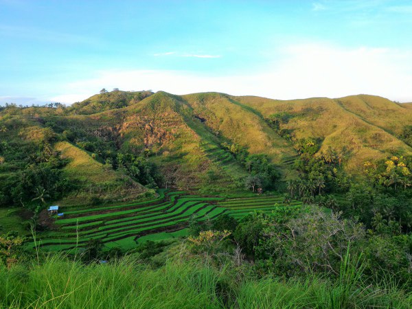 Danao Bohol Rice Terraces