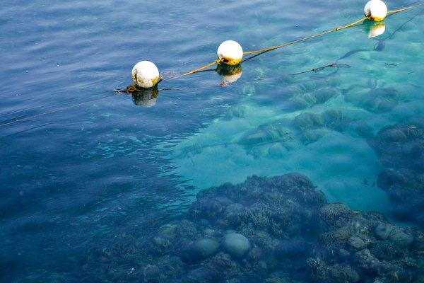 Moalboal Sardine Run