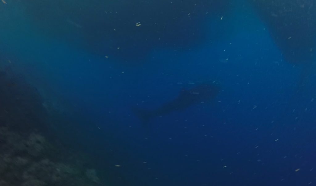 Whale Shark Diving Cebu