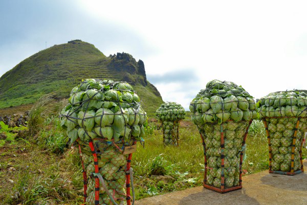 Mantalungon Dalaguete is the Fruit Basket of Cebu