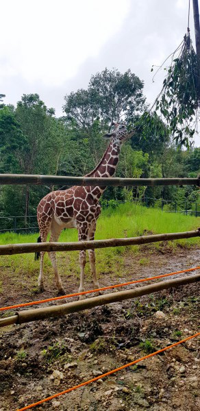 Giraffe at Cebu Adventure Park