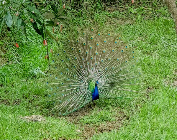 Lhuillier safari in carmen