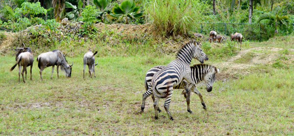 African Savanna at Cebu Safari Adventure Park