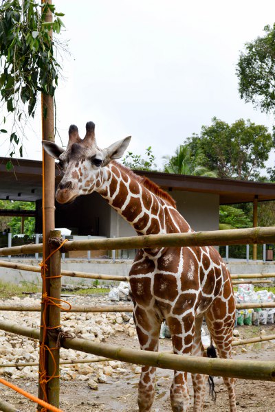 adorable giraffe at cebu safari adventure park