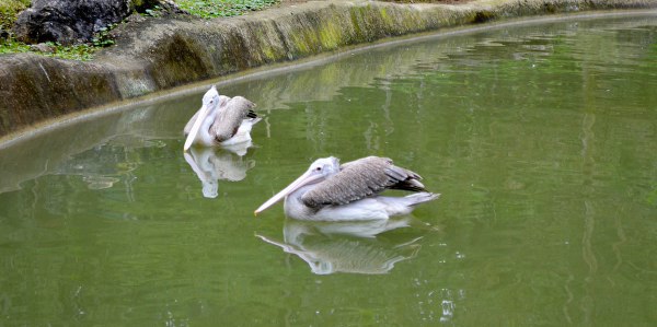 Cebu safari Adventure Park Pelicans
