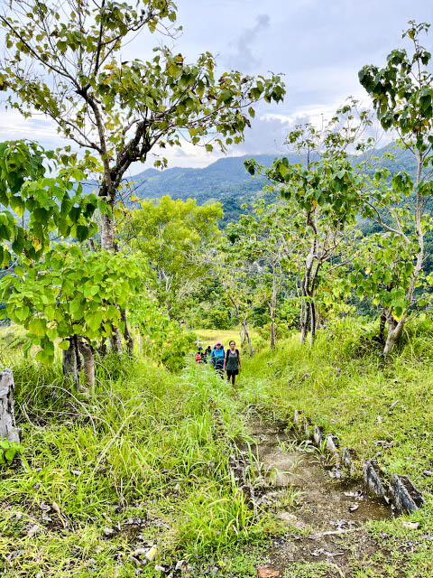 Mt. Palingkod Trail